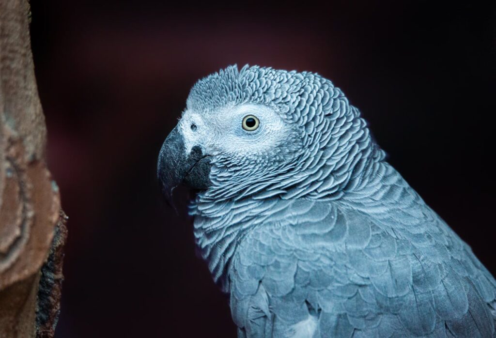 pexels-photo-14829185 Detailed close-up of an African Grey Parrot perching, showcasing its vibrant feathers.